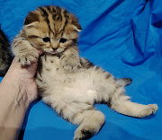 Котята породистые.