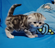 Котята мраморята.