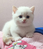 Породистые котята.