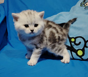 Кошечкк котенок.