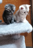 Котята шотландской вислоухой