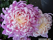 Хризантемы крупноцветковые.