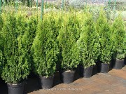 Туя западная "Smaragd" оптом