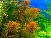 Перестолистник красный и др. аквариум-е растения, наборами для запуска