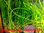 Валиснерия спиральная. НАБОРЫ растений для ЗАПУСКА и ПЕРЕЗАПУСКА акваса